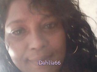 Dahlia66